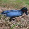 FUD Green Wing Teal