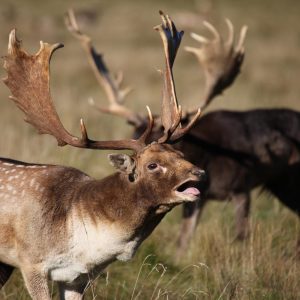 Biggest Fallow Buck Hunting!