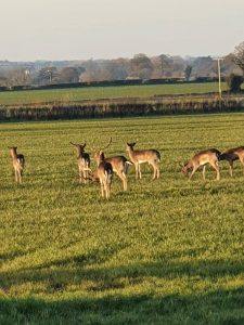 Deer Stalking Syndicate and Deer Stalking Club