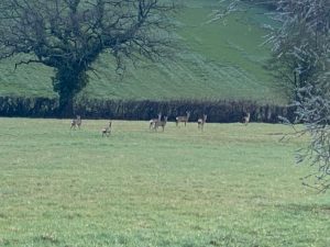 Deer Stalking Syndicate and Deer Stalking Club