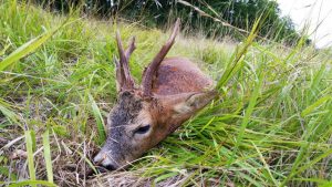 Deer Stalking Syndicate and Deer Stalking Club