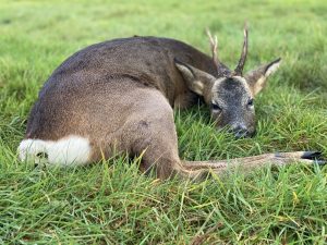 Deer Stalking Syndicate and Deer Stalking Club