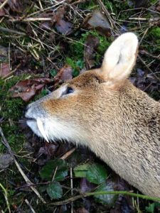 Deer Stalking Syndicate and Deer Stalking Club