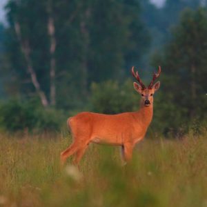 Siberian Roe Deer Trip to Russia