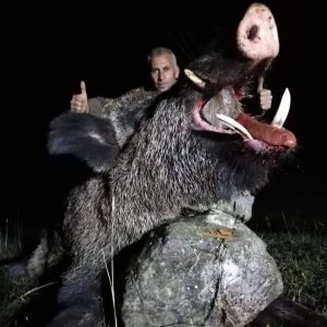 Biggest Driven Wild Boar in Turkey