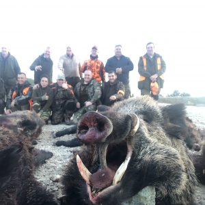 Driven Wild Boar in Turkey Sept - Feb