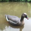 Pond FLOATING PINKFOOT GOOSE DECOY