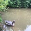 far FLOATING PINKFOOT GOOSE DECOY