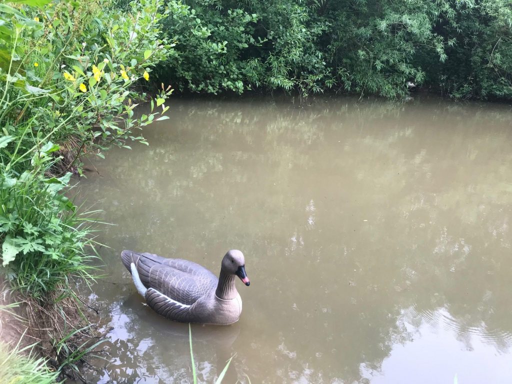 far FLOATING PINKFOOT GOOSE DECOY