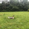 grass FLOATING PINKFOOT GOOSE DECOY>