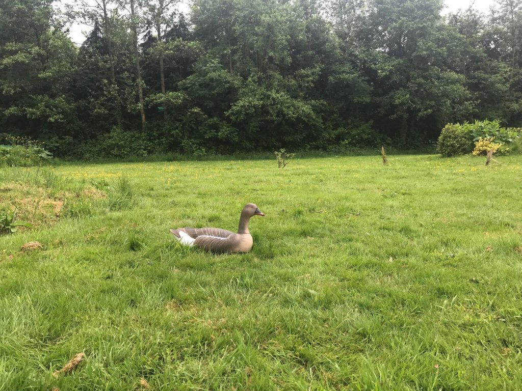 grass FLOATING PINKFOOT GOOSE DECOY>