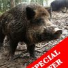 Receive a letter informing you of your purchase with details, a great present!Boar weights approx. 65kgs - 80kgs of those previously shot.You will then use the code on the letter code to book the days you choose!Did you hear about the released/escaped boar?Well, they keep coming back to see where they escaped from and trying to break into the pen where other boar are enclosed as quite a few of them are females. They can smell them from 40km away when they are in season.These evenings have very limited availability, your chances are high.An evenings high seat shooting on either of the below locationsForest of Dean?49.99 to bookPay ?150 to the keeper on the night ?1 a pound to keep any meat(no charges to shoot)This is truly Wild Boar shooting ,we have had people shoot 3 in one night .We feed very hard in this area to give you the best chance , and space out outing so it is not overshot. Again to give you the best chance of shooting a Wild Boar . ExmoorShoot for meat, 17 animals must be shot! - 12 left! You must take the meat ?34.99 to book?75 to the keeper on the night?2.75 a pound to keep the animal NEW - CHESHIRE SHOOT A WILD BOAR FOR MEAT13 BOAR MUST GO?49.99 to book?300 to shoot and keep boarUp to 160kg availablePlease email us the person who is attending the shoots name, address and contact number. Also say if you'd like the certificate and letter to go to their address or your address (if its a present) We do charge slightly extra for gift wrapping.