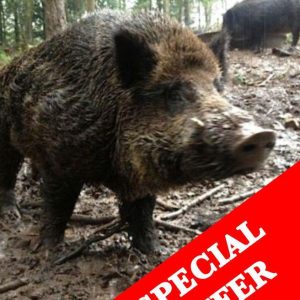 Receive a letter informing you of your purchase with details, a great present!Boar weights approx. 65kgs - 80kgs of those previously shot.You will then use the code on the letter code to book the days you choose!Did you hear about the released/escaped boar?Well, they keep coming back to see where they escaped from and trying to break into the pen where other boar are enclosed as quite a few of them are females. They can smell them from 40km away when they are in season.These evenings have very limited availability, your chances are high.An evenings high seat shooting on either of the below locationsForest of Dean?49.99 to bookPay ?150 to the keeper on the night ?1 a pound to keep any meat(no charges to shoot)This is truly Wild Boar shooting ,we have had people shoot 3 in one night .We feed very hard in this area to give you the best chance , and space out outing so it is not overshot. Again to give you the best chance of shooting a Wild Boar . ExmoorShoot for meat, 17 animals must be shot! - 12 left! You must take the meat ?34.99 to book?75 to the keeper on the night?2.75 a pound to keep the animal NEW - CHESHIRE SHOOT A WILD BOAR FOR MEAT13 BOAR MUST GO?49.99 to book?300 to shoot and keep boarUp to 160kg availablePlease email us the person who is attending the shoots name, address and contact number. Also say if you'd like the certificate and letter to go to their address or your address (if its a present) We do charge slightly extra for gift wrapping.