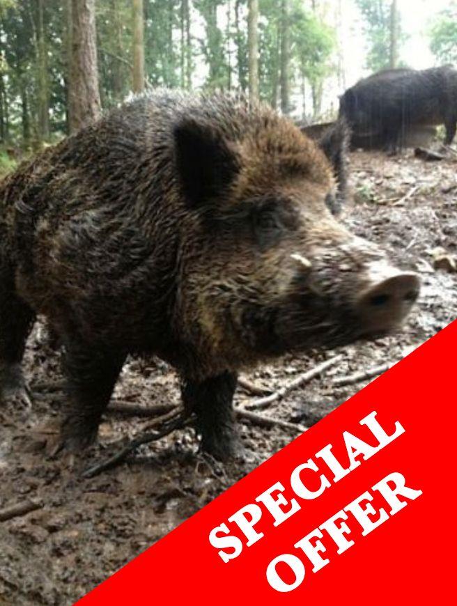 Receive a letter informing you of your purchase with details, a great present!Boar weights approx. 65kgs - 80kgs of those previously shot.You will then use the code on the letter code to book the days you choose!Did you hear about the released/escaped boar?Well, they keep coming back to see where they escaped from and trying to break into the pen where other boar are enclosed as quite a few of them are females. They can smell them from 40km away when they are in season.These evenings have very limited availability, your chances are high.An evenings high seat shooting on either of the below locationsForest of Dean?49.99 to bookPay ?150 to the keeper on the night ?1 a pound to keep any meat(no charges to shoot)This is truly Wild Boar shooting ,we have had people shoot 3 in one night .We feed very hard in this area to give you the best chance , and space out outing so it is not overshot. Again to give you the best chance of shooting a Wild Boar . ExmoorShoot for meat, 17 animals must be shot! - 12 left! You must take the meat ?34.99 to book?75 to the keeper on the night?2.75 a pound to keep the animal NEW - CHESHIRE SHOOT A WILD BOAR FOR MEAT13 BOAR MUST GO?49.99 to book?300 to shoot and keep boarUp to 160kg availablePlease email us the person who is attending the shoots name, address and contact number. Also say if you'd like the certificate and letter to go to their address or your address (if its a present) We do charge slightly extra for gift wrapping.