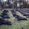 France Driven Wild Boar Trip