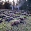 France Driven Wild Boar Trip
