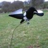 The most realistic, three dimensional flapping magpie decoy to hit the uk and european shooting market.It is operated solely by the rotation of your magpie magnet machine and doesn't require even a slight breeze to perform brilliantly.Will fit any magnet or telescopic bouncer, just attach by tighenning the thumbscrew bracket. Please note the picture shows the air magpie decoy on a telescopic bouncer which is sold separately.