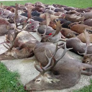 12 Hunters Spanish Monteria