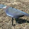 PROFESSIONAL PHOTO REALISTIC NEOPRENE PIGEON SHELL