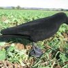 FLOCKED CROW FULL BODIED DECOY