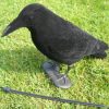 FLOCKED CROW FULL BODIED DECOY