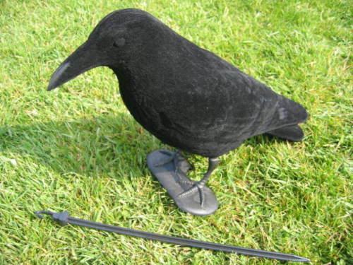 FLOCKED CROW FULL BODIED DECOY