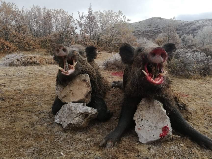 Driven Wild Boar Hunting in Turkey 10th-15th February 2022