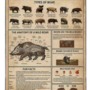 Wild Boar Knowledge Board