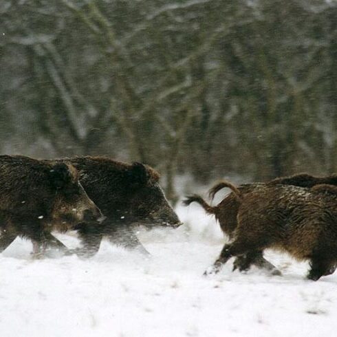 Boar running 2